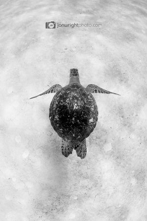 Black and White Turtle Photograph