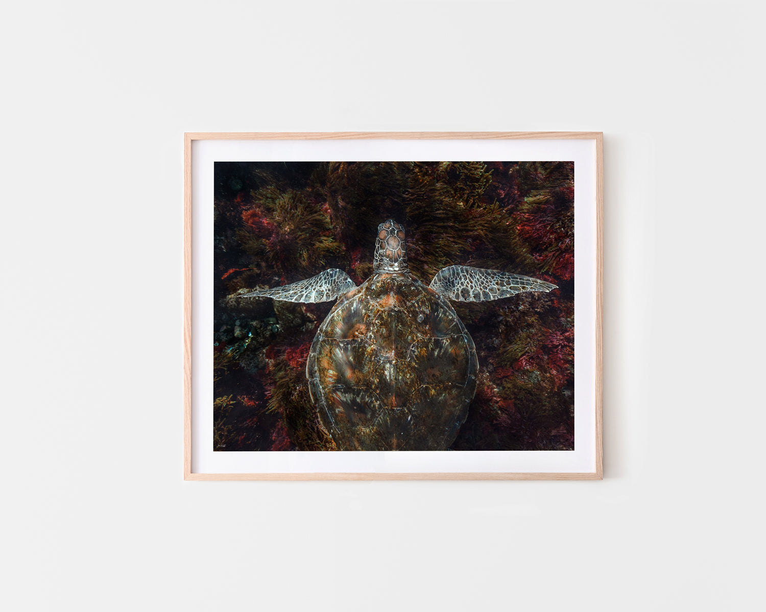 Camouflage Turtle Fine Art Print