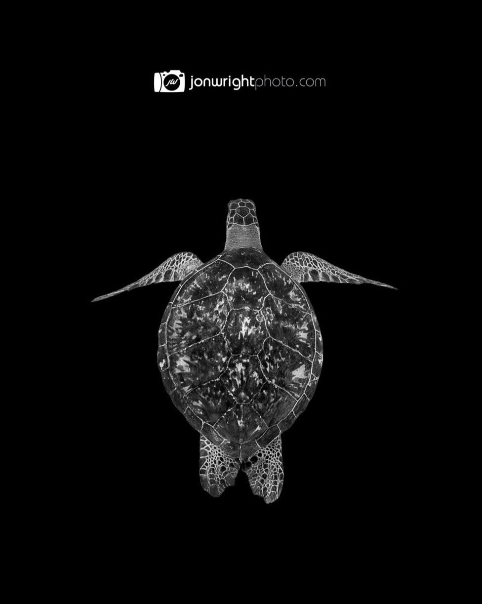Turtle Black and White