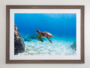 Turtle - Northshore Oahu