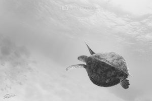 Green Turtle - Black and white