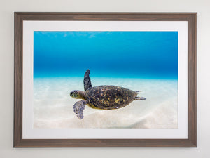 Turtle Glide - Northshore Oahu