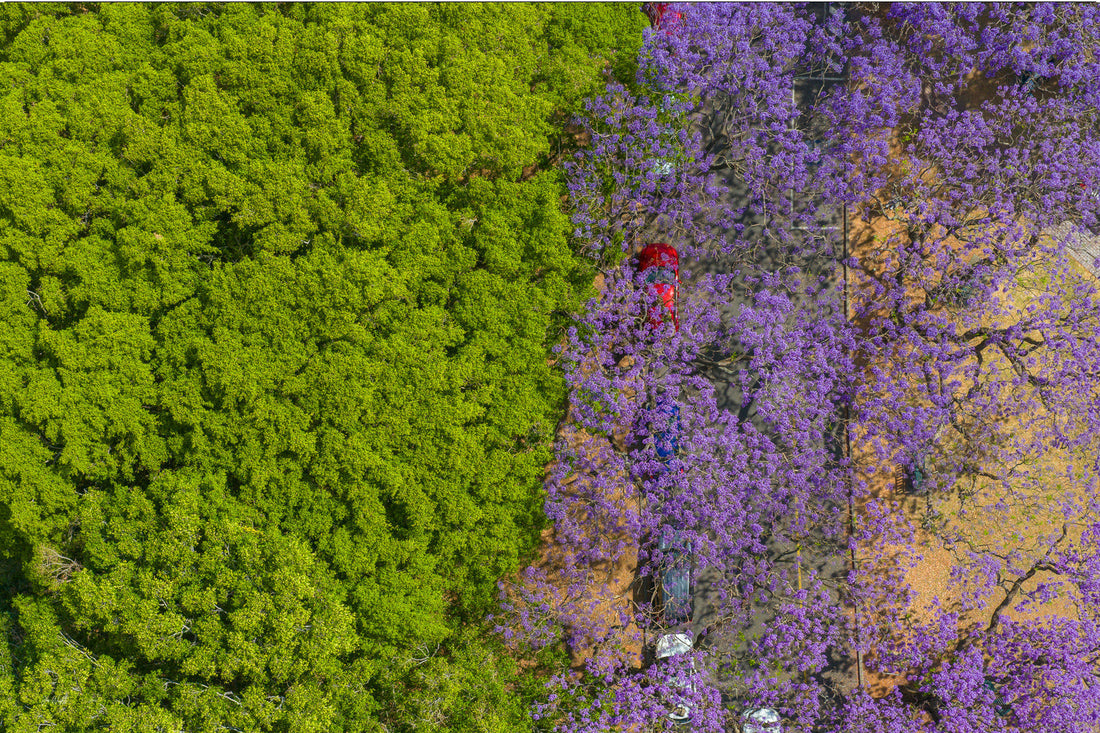 Aerial view of Brisbane streets lined with jacaranda trees in full purple bloom.