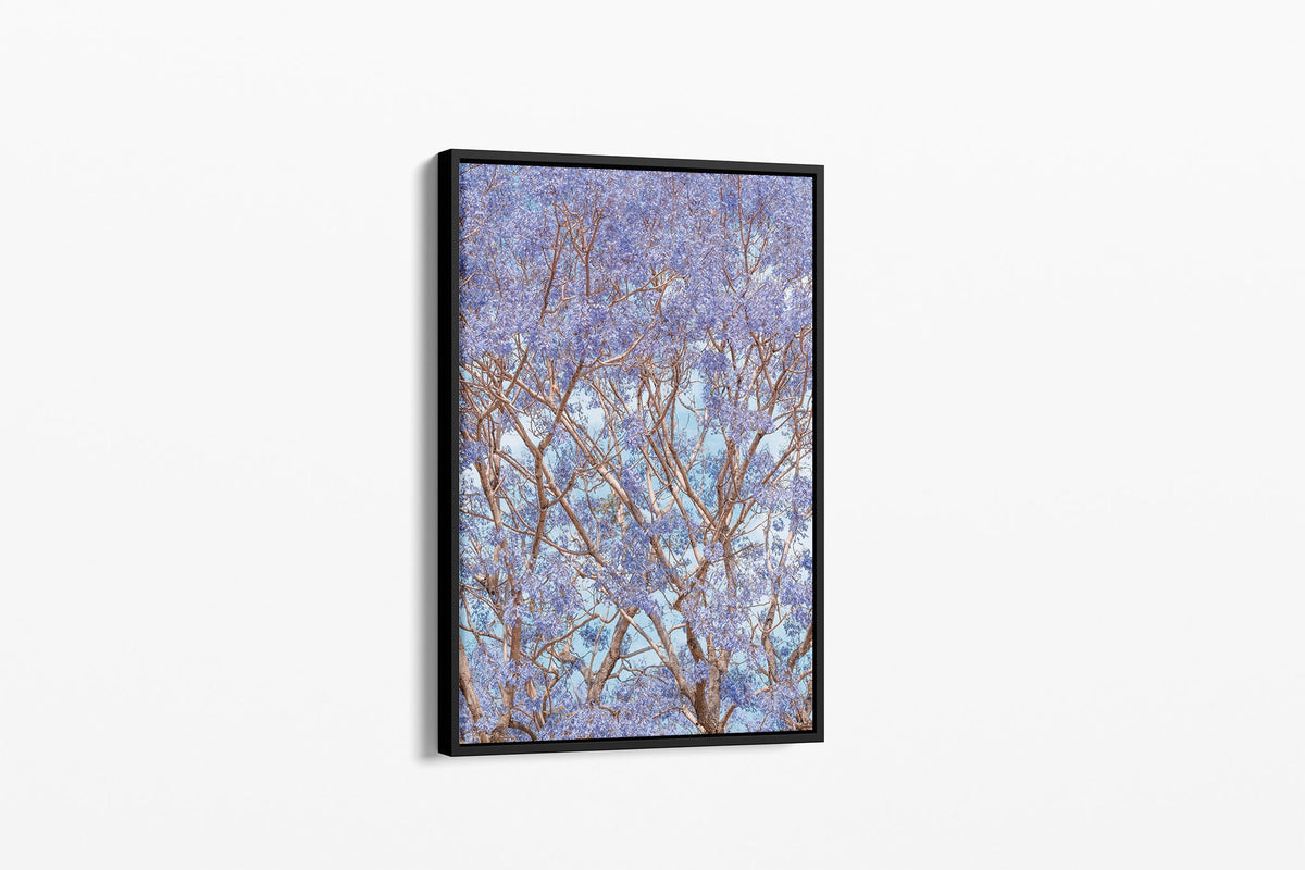 Trumpet Bloom - Canvas Float Frame Black