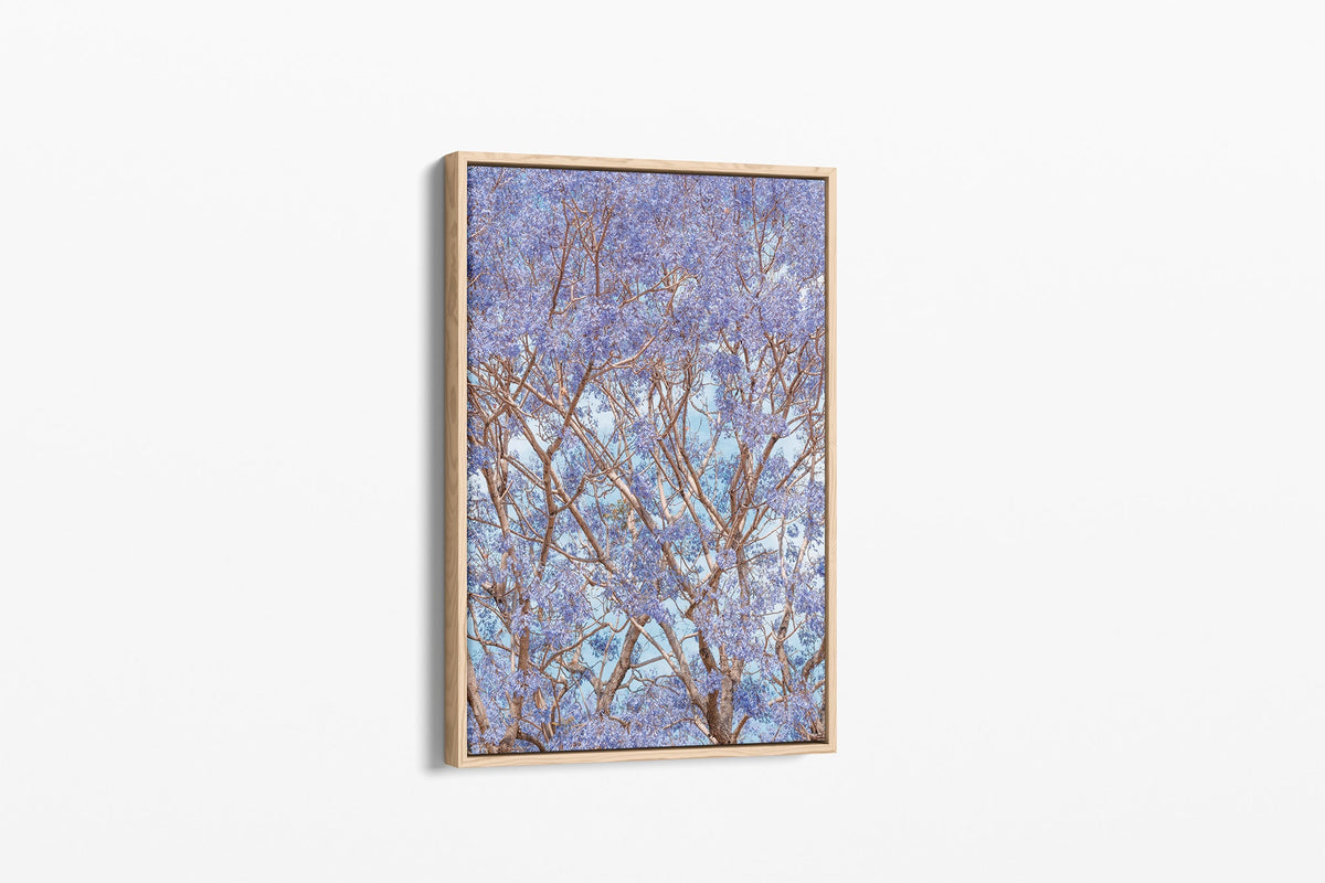 Trumpet Bloom - Canvas Float Frame Oak