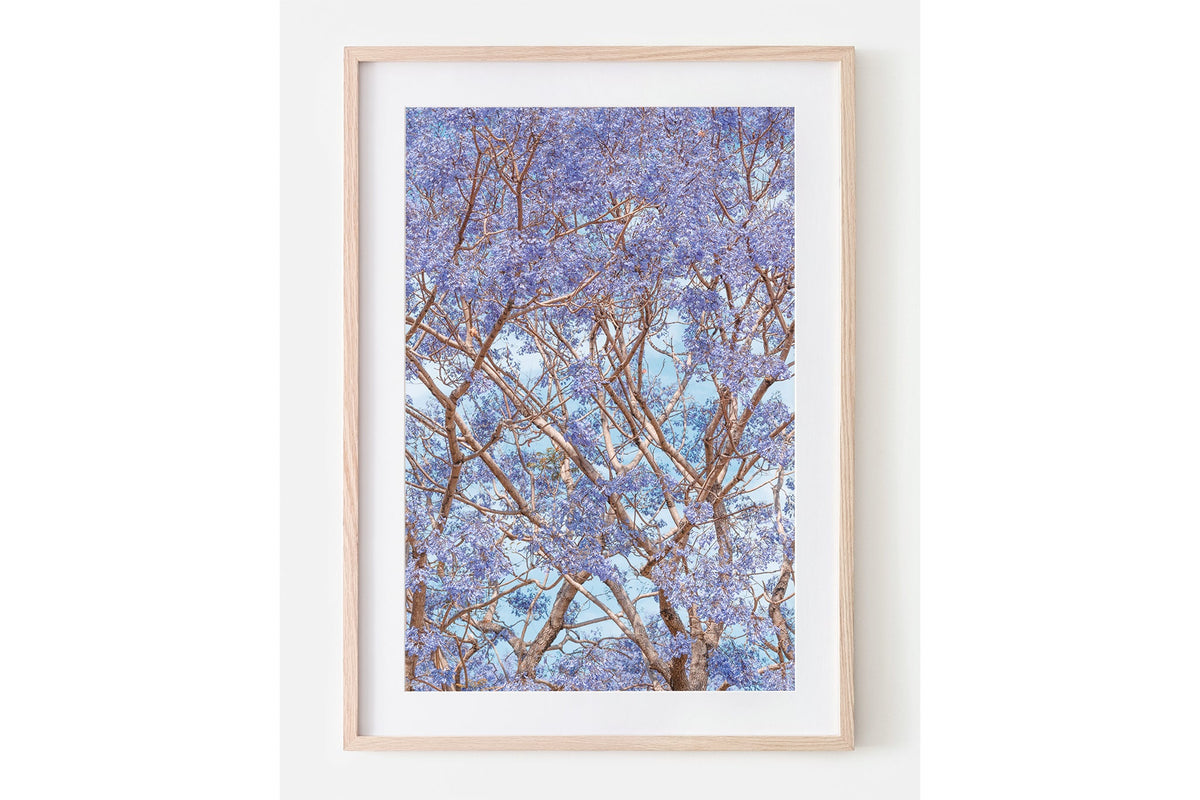 Violet Canopy - Oak Framed Print