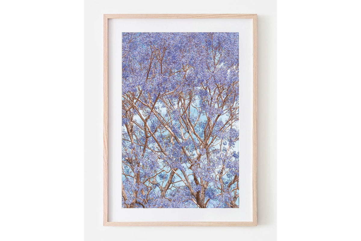 Trumpet Bloom - Oak Framed Print