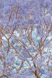 Violet Canopy - Print Only