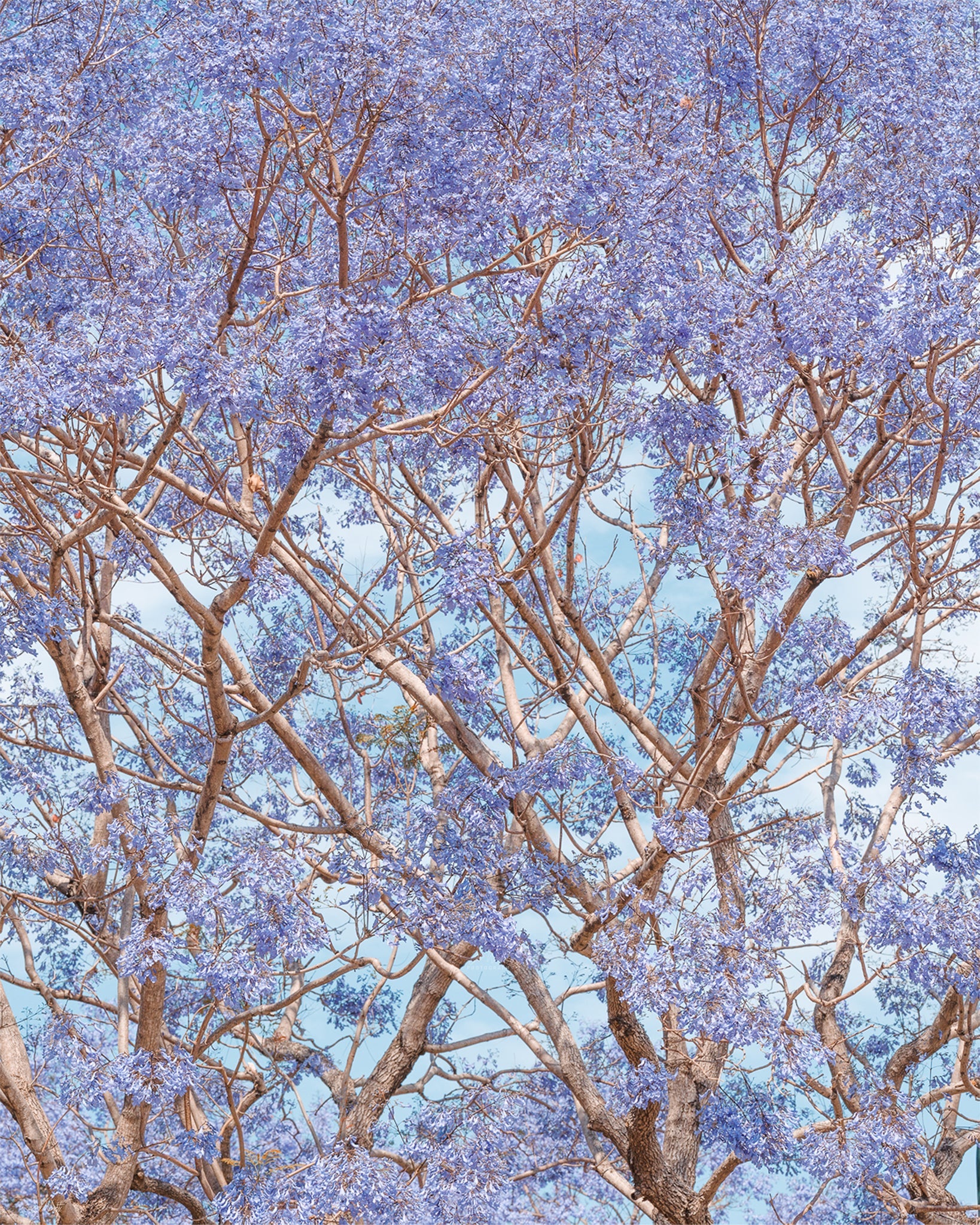 Trumpet Bloom - Print Only