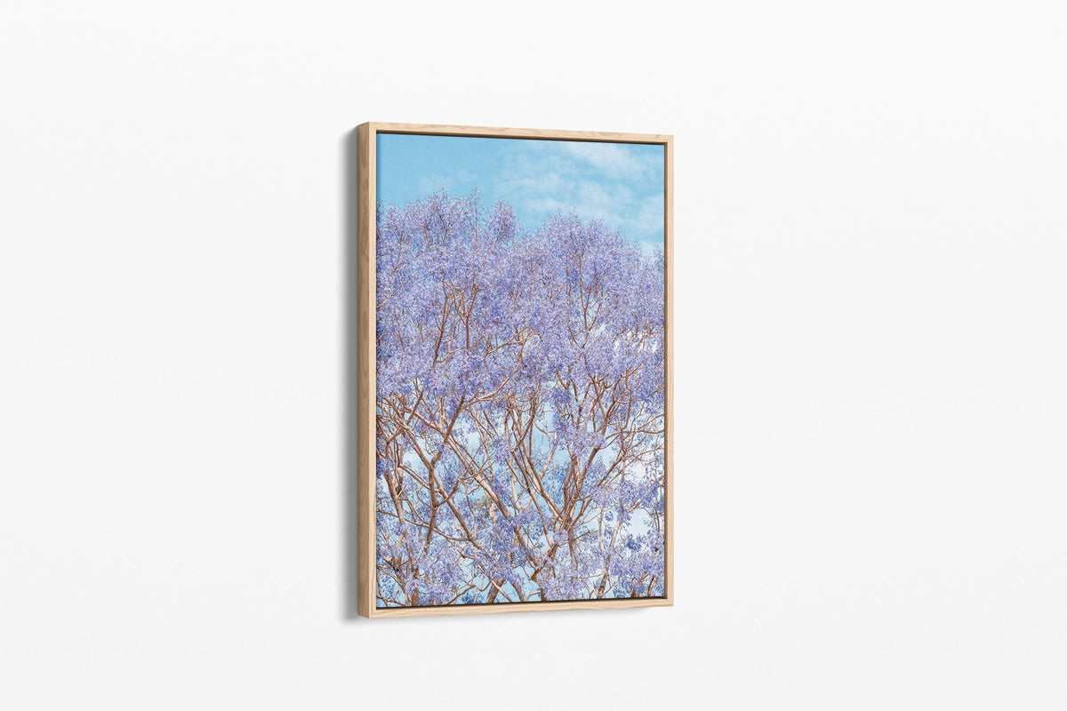 Jacaranda Dreams - Canvas Float Frame Oak