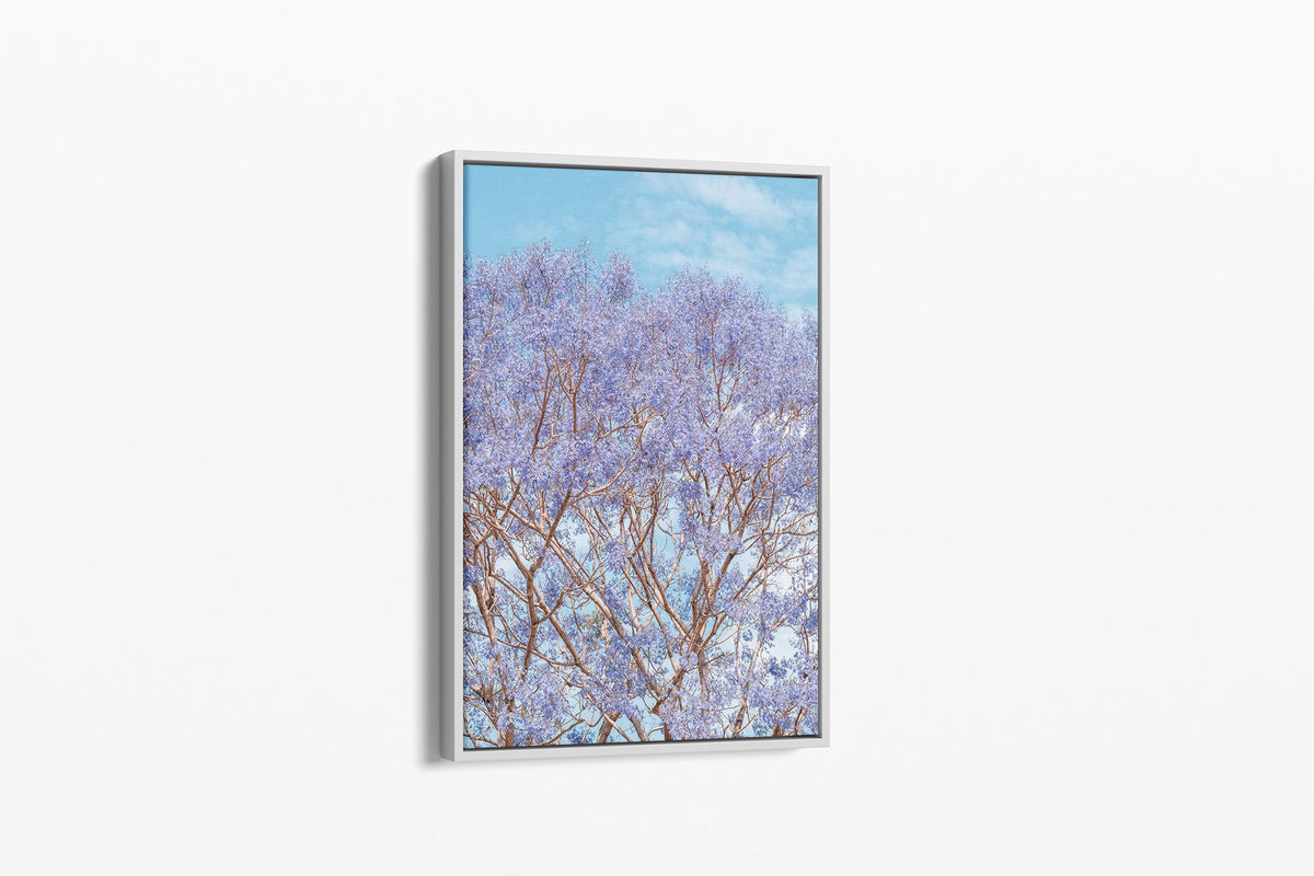 Jacaranda Dreams - Canvas Float Frame White