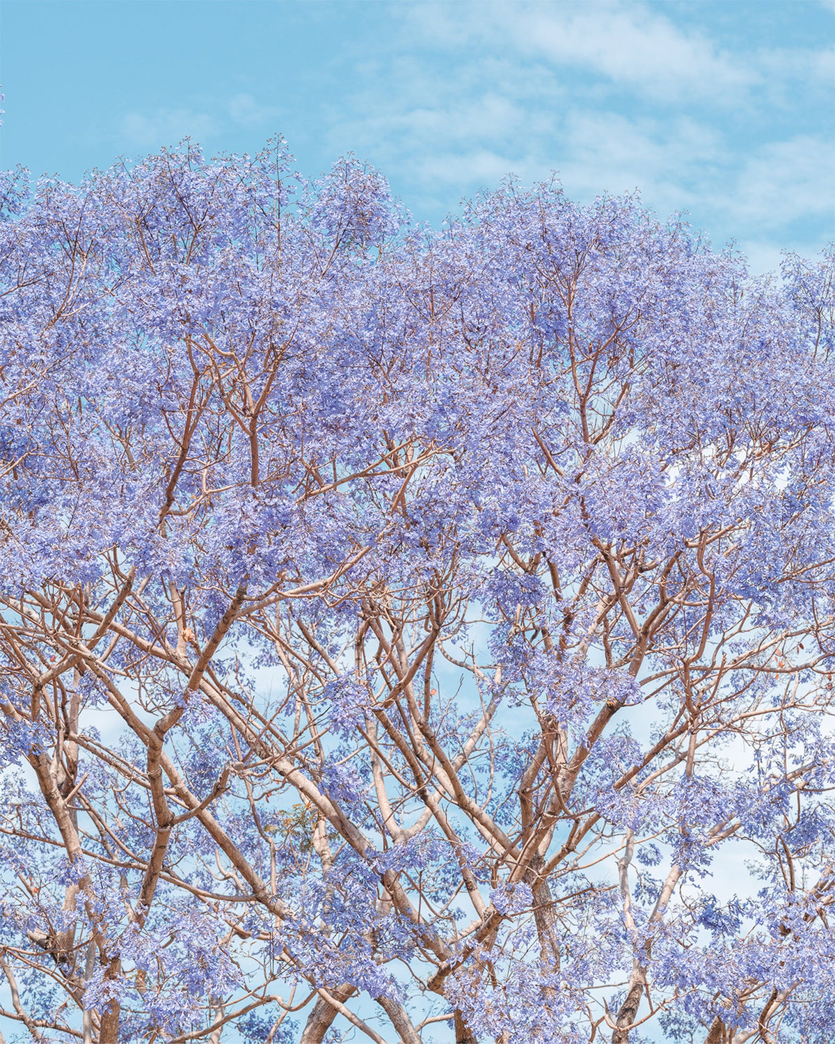Jacaranda Dreams - Print Only