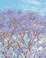 Jacaranda Dreams - Print Only