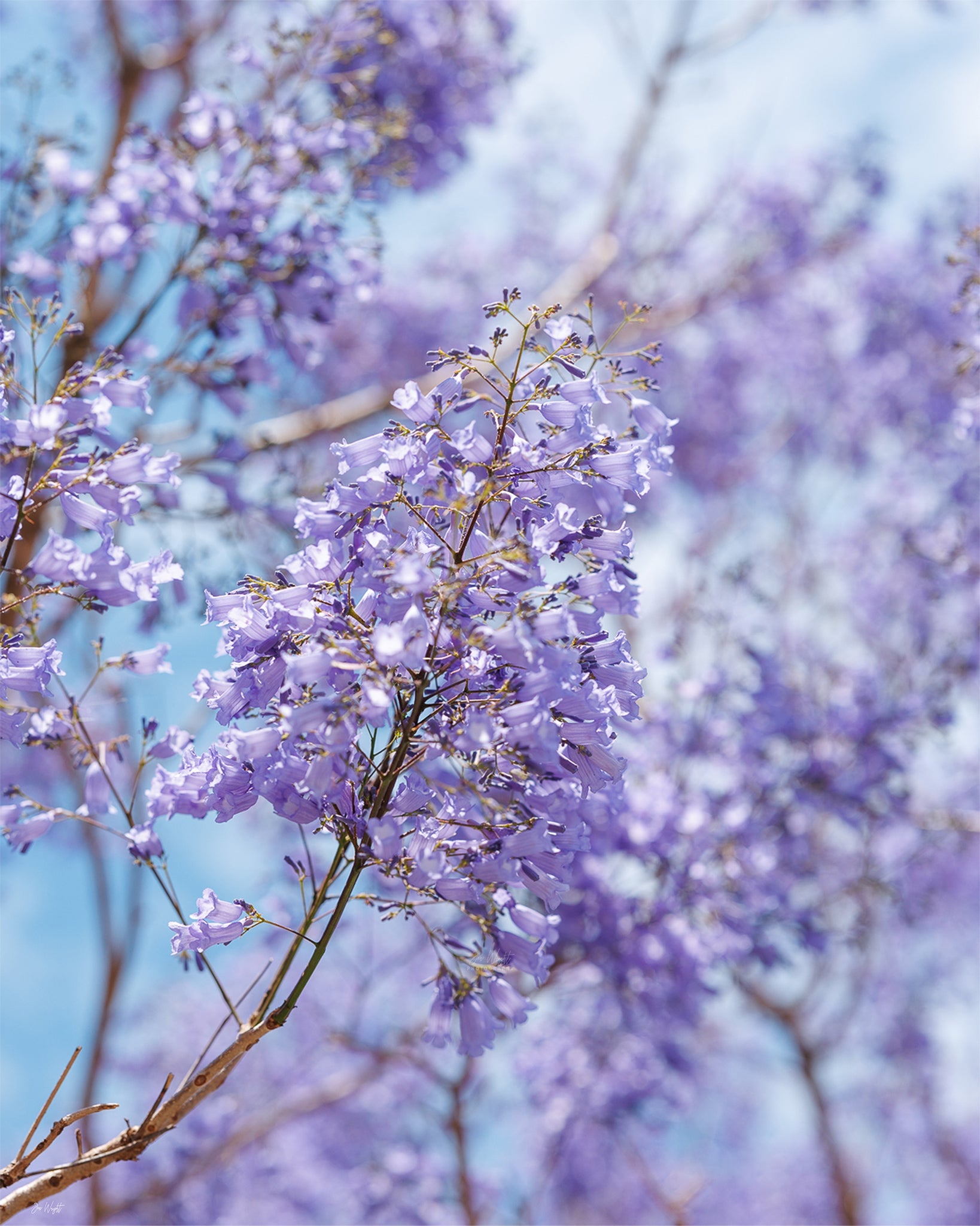 Lilac Sky - Print Only