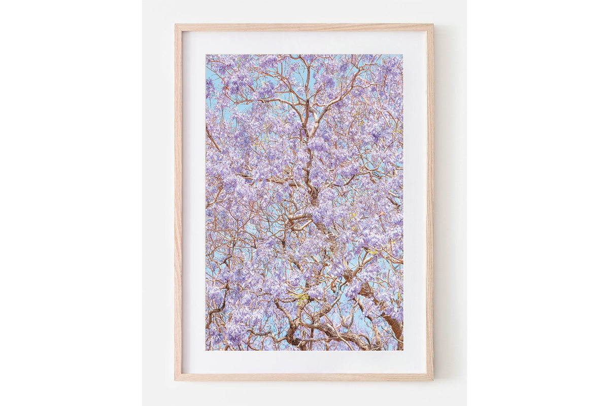Violet Veil - Oak Framed Print