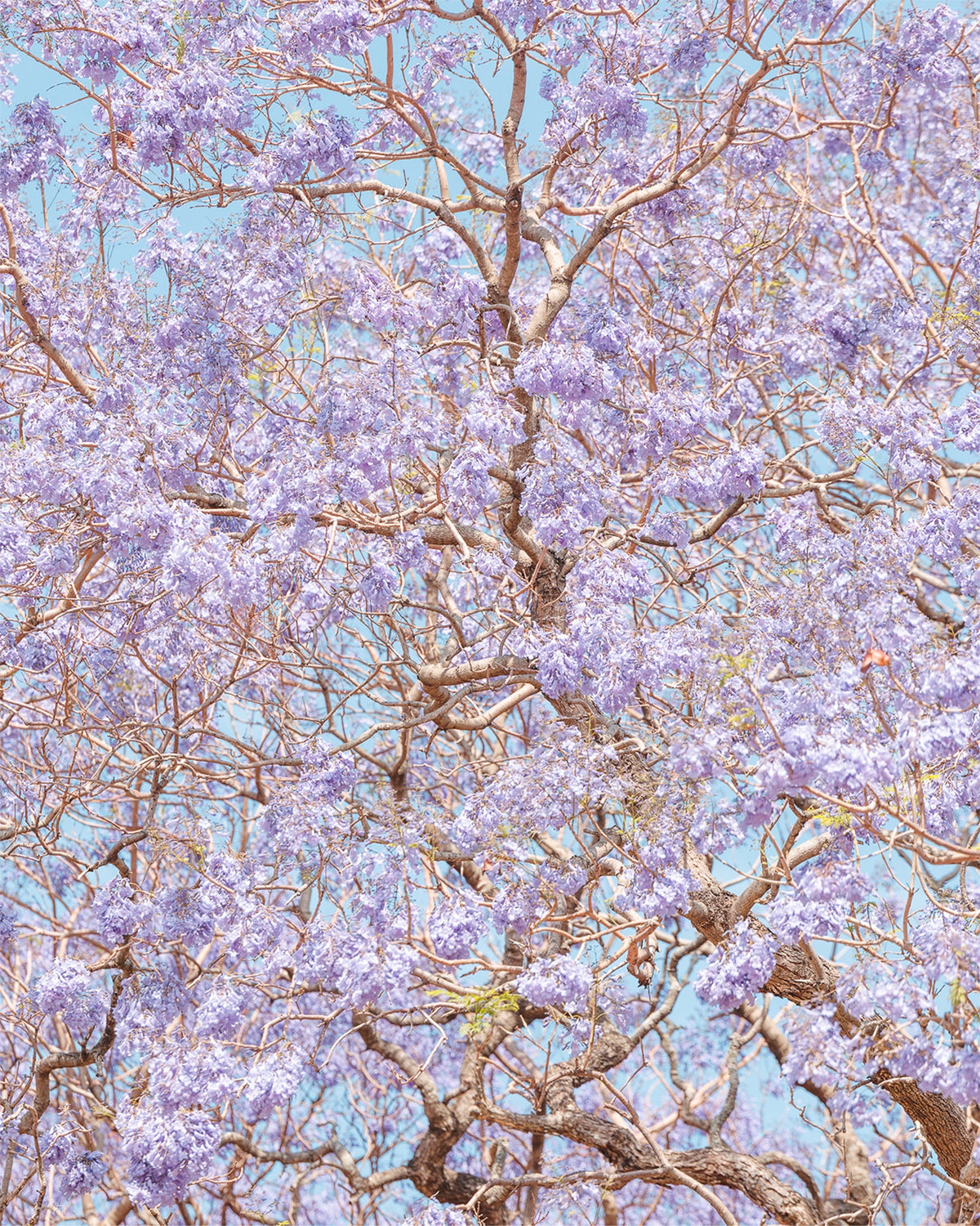 Violet Veil - Print Only
