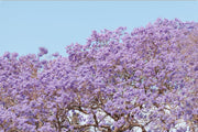 Violet Whisper - Print Only