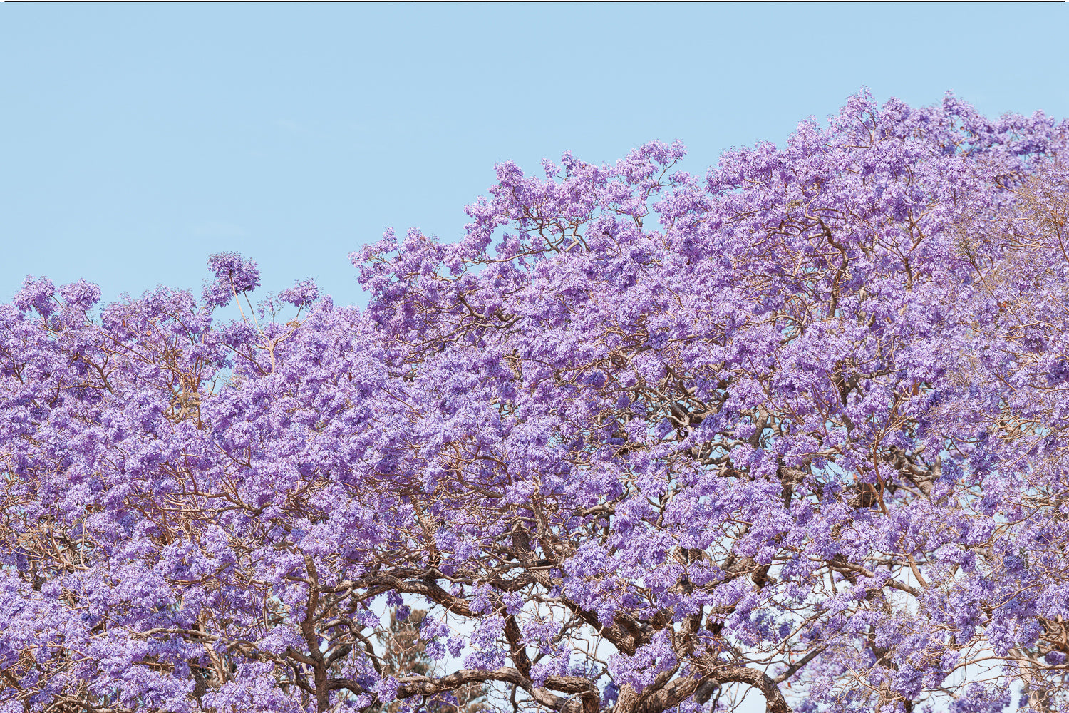 Violet Whisper - Print Only