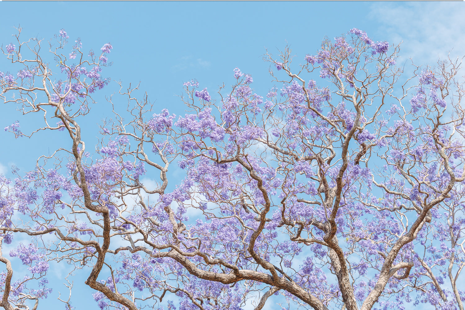 Soft Bloom - Print Only