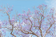 Soft Bloom - Print Only