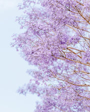 Dense clusters of soft lilac jacaranda blossoms cover bare branches against a hazy pale sky.