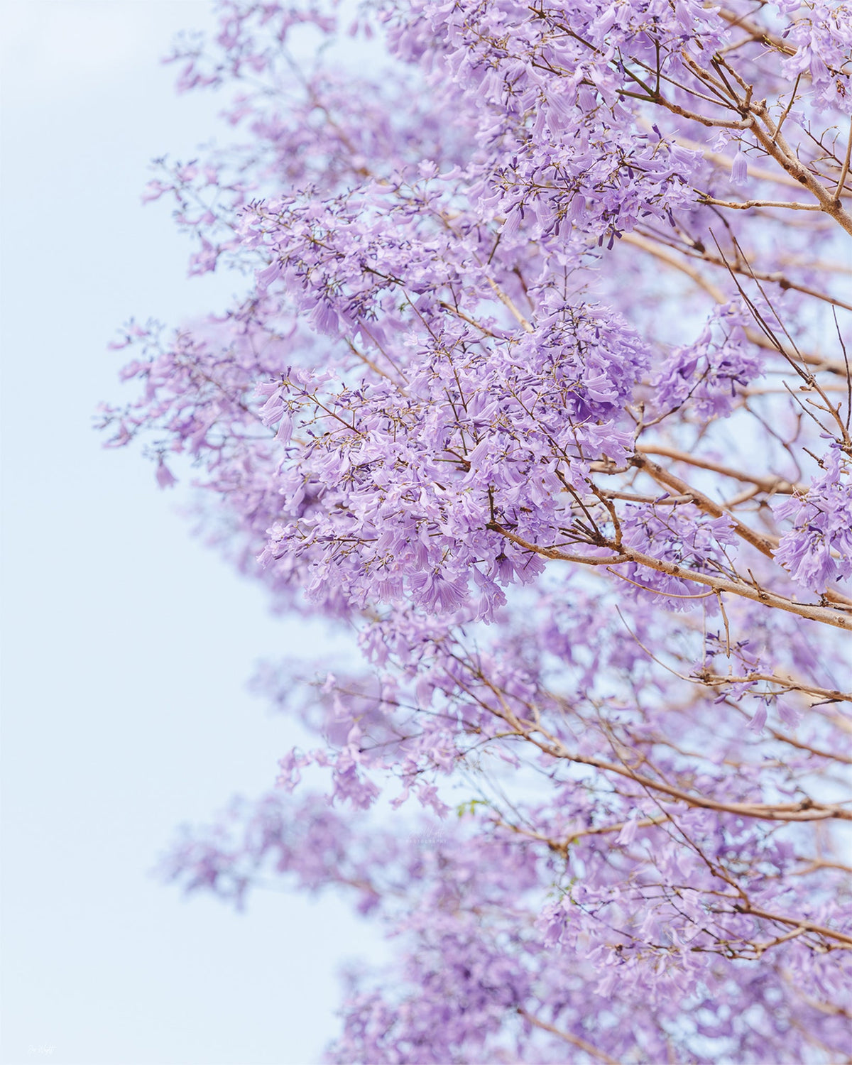 Dense clusters of soft lilac jacaranda blossoms cover bare branches against a hazy pale sky.