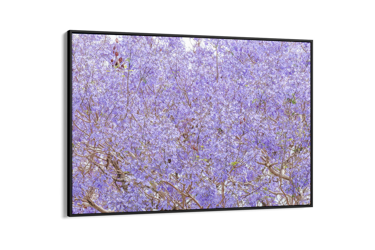 Purple Haze - Float Frame Canvas Black