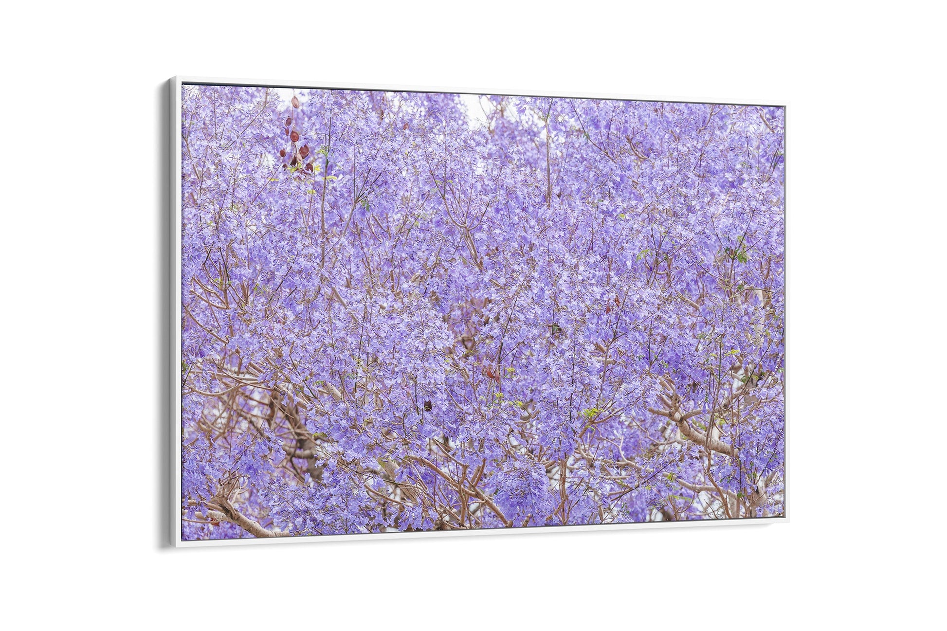 Purple Haze - Float Frame Canvas White