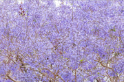 Purple Haze - Print Only