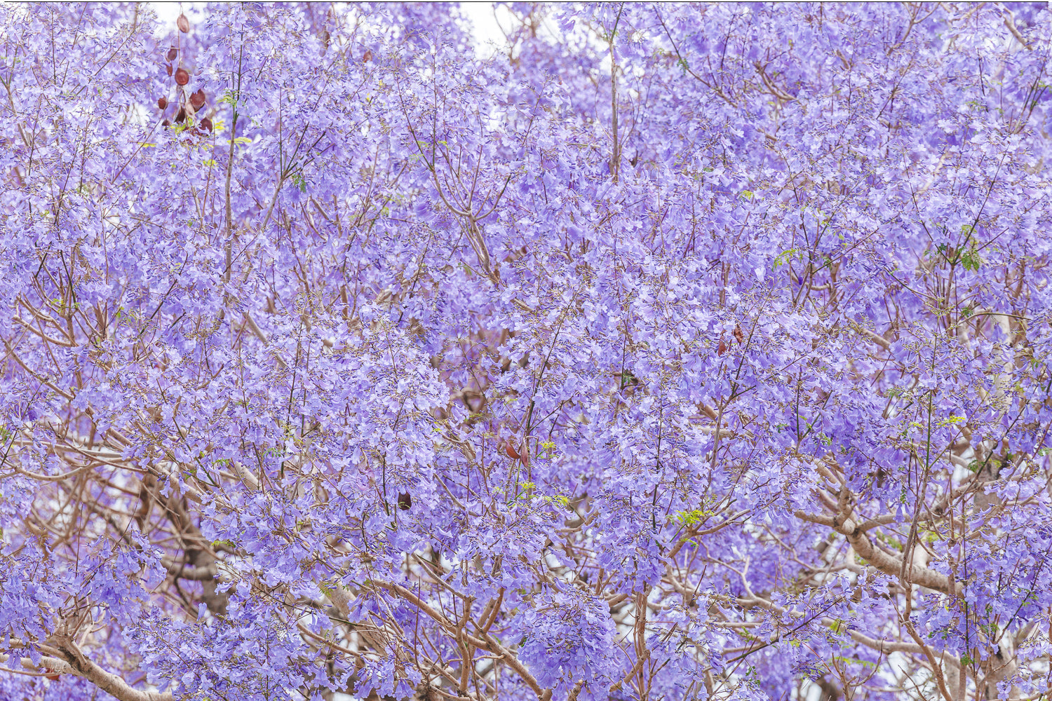 Purple Haze - Print Only