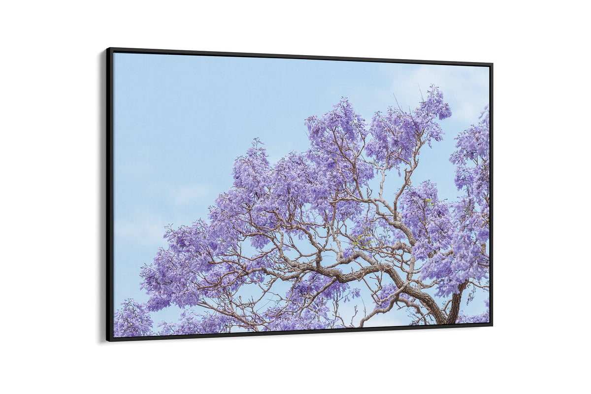 Blossom Study - Float Frame Canvas Black