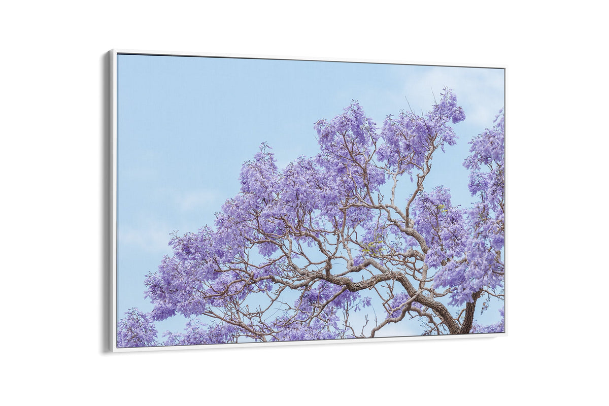 Blossom Study - Float Frame Canvas White