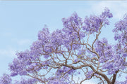 Blossom Study - Print Only