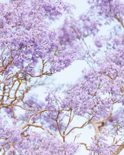 Layered clusters of purple jacaranda blossoms and pale branches fill the frame against a hazy sky.
