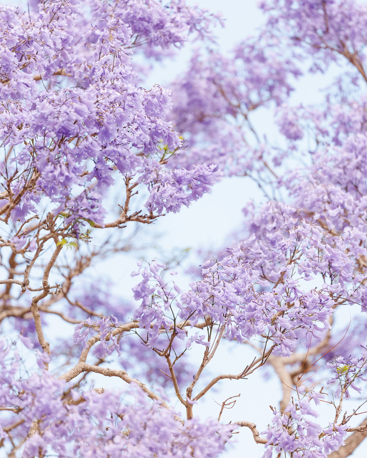 Layered clusters of purple jacaranda blossoms and pale branches fill the frame against a hazy sky.