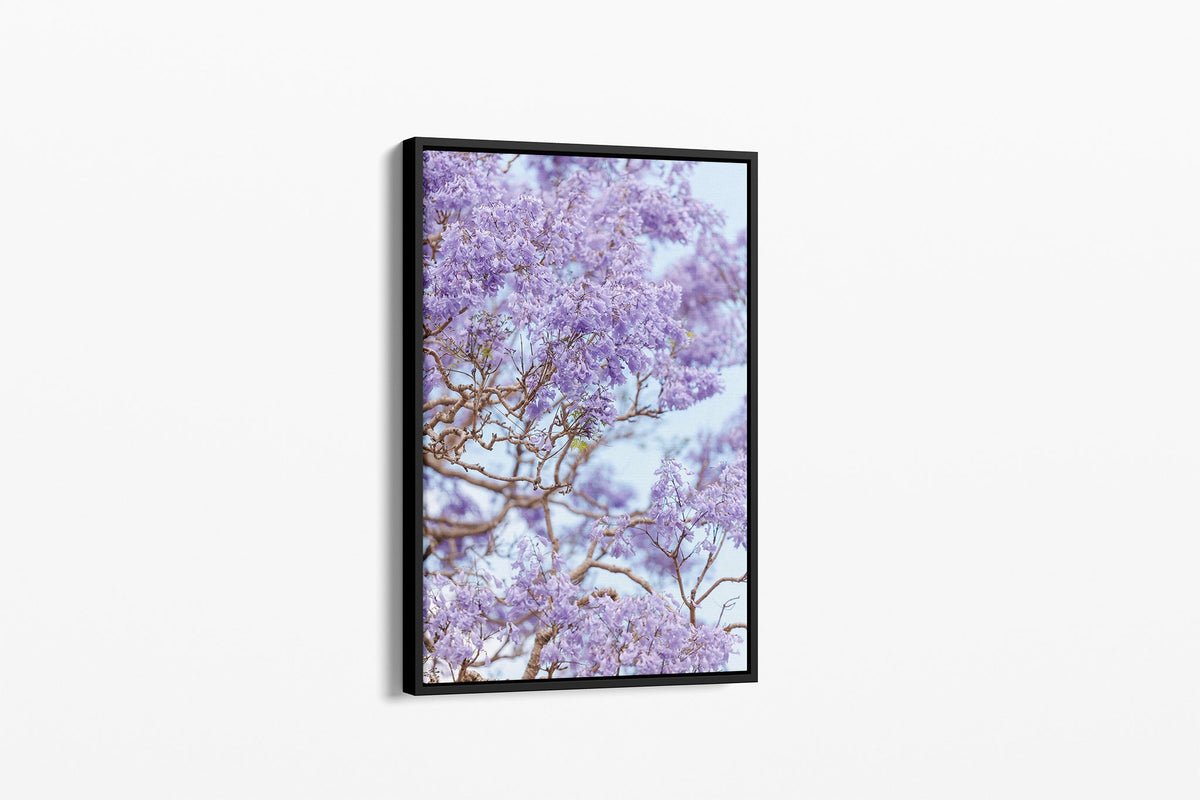 Lavender Bloom - Canvas Float Frame Black