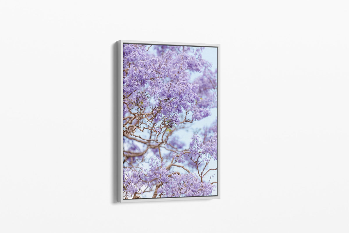 Lavender Bloom - Canvas Float Frame White