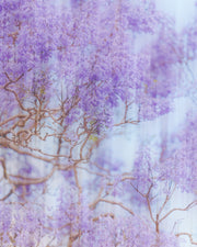 Softly blurred purple jacaranda blossoms blend into vertical streaks of light in a dreamlike double exposure.