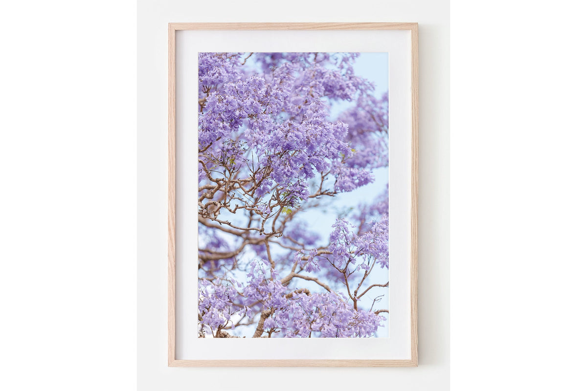 Lavender Bloom - Oak Framed Print