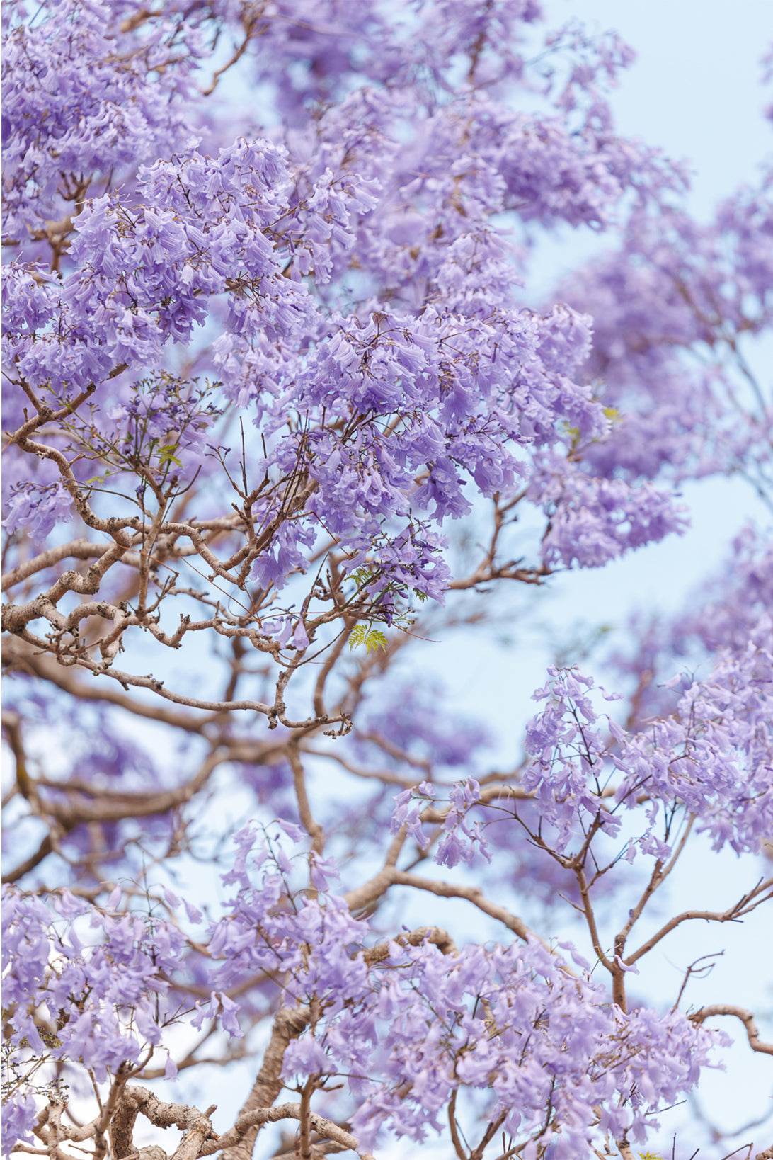 Lavender Bloom - Print Only