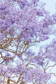Lavender Bloom - Print Only