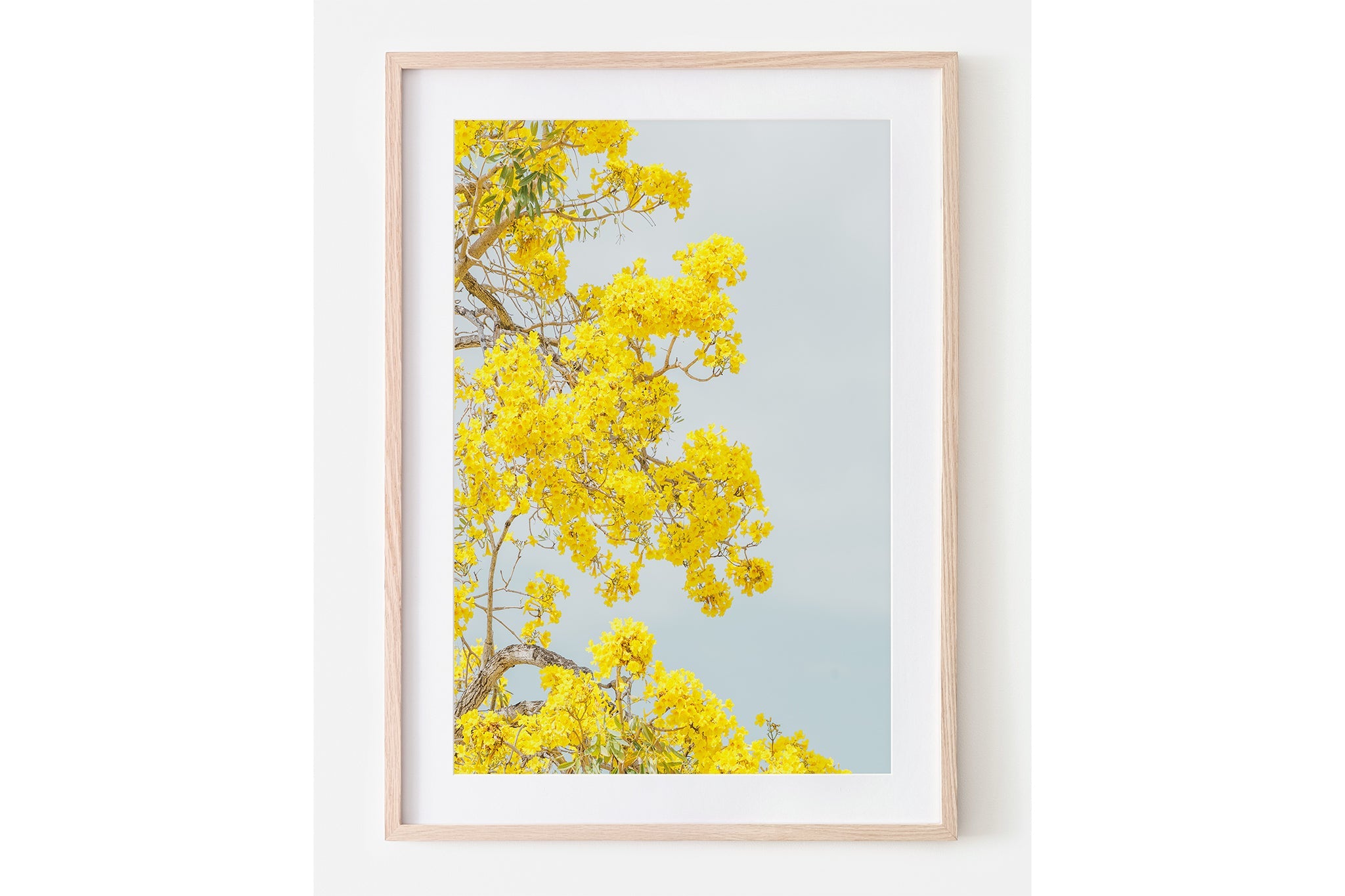 The Golden Trumpet print shown framed in oak.