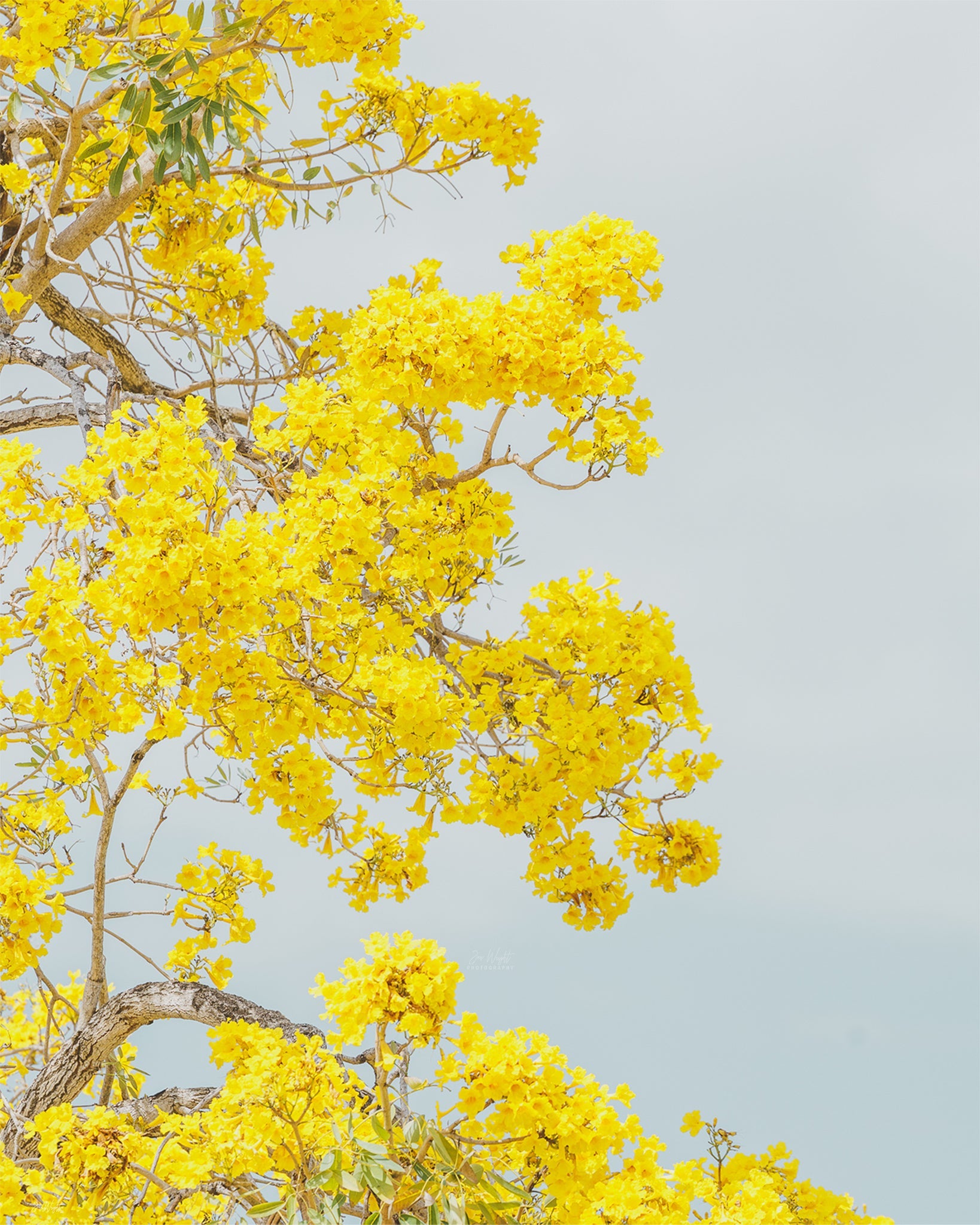 Bright yellow trumpet tree blossoms crowd pale branches with a few green leaves against a soft sky.
