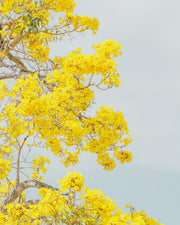 Bright yellow trumpet tree blossoms crowd pale branches with a few green leaves against a soft sky.