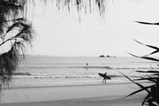 Black and white morning at Byron Bay, a longboarder walking the wet sand under casuarina needles, a surf wall print.