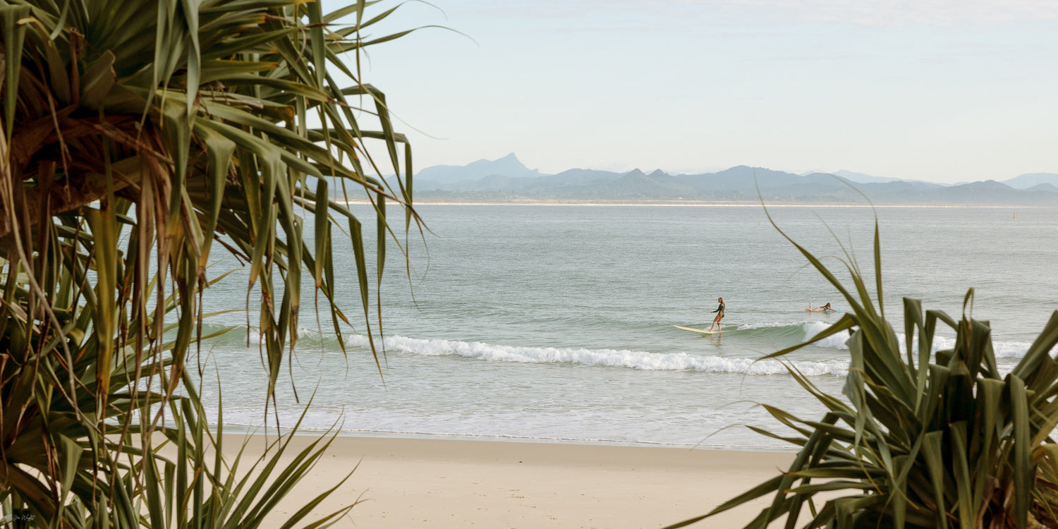 A longboarder rides a small wave at Byron Bay framed by pandanus fronds, Mount Warning beyond, a panoramic surf print.