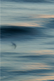 A small dark gull gliding over layers of blurred blue water with pale peach light along the edges, a slow shutter abstract print.