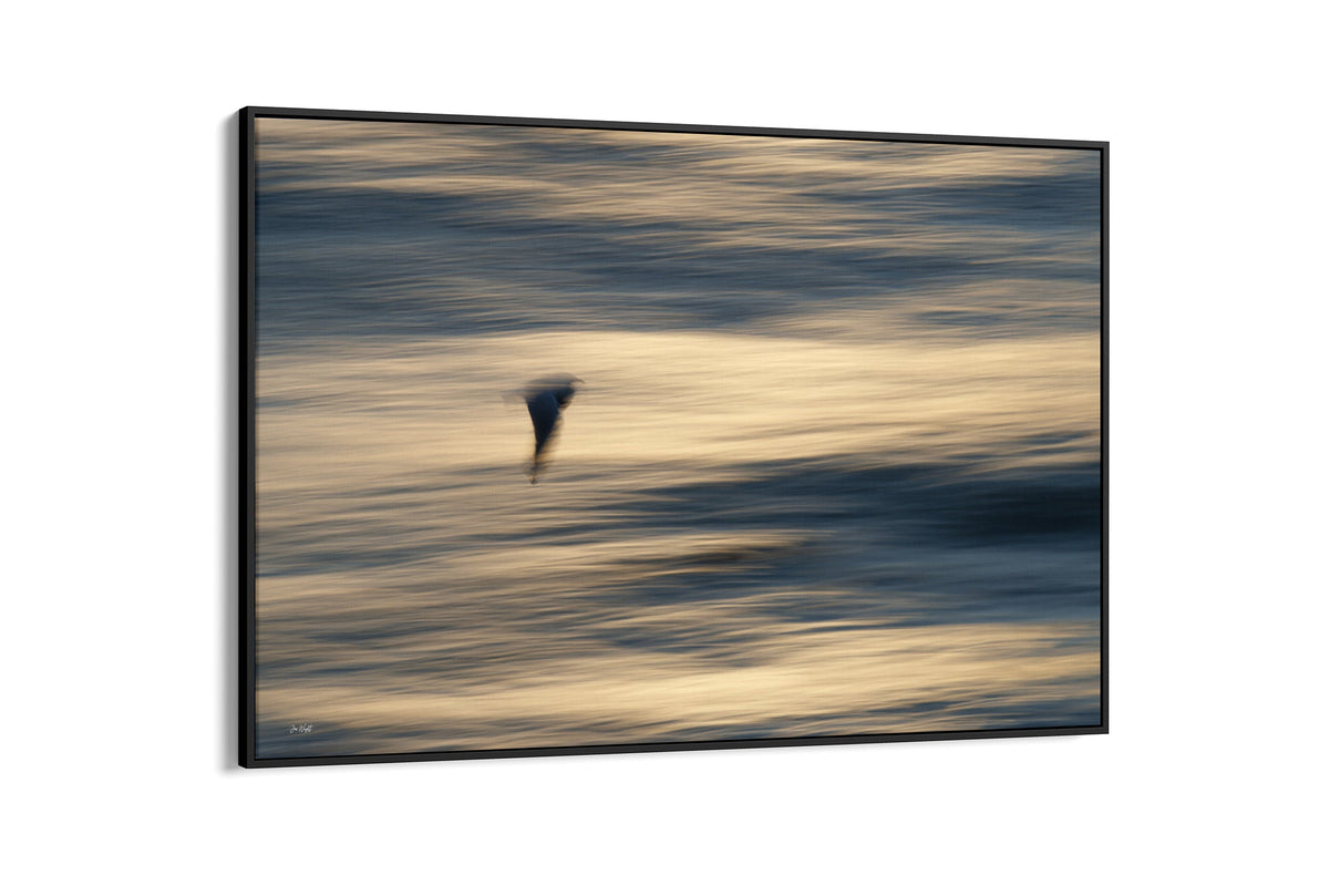 Gliding Gull print shown as a canvas in a black float frame.
