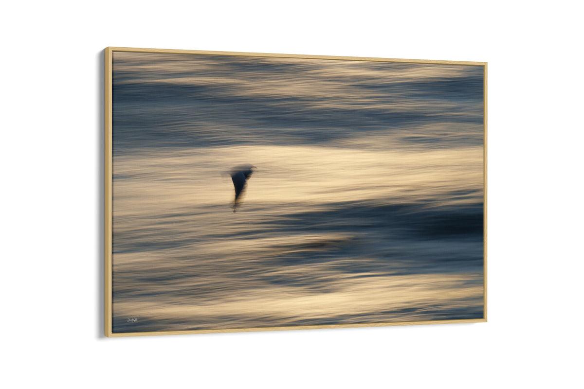 Gliding Gull print shown as a canvas in an oak float frame.