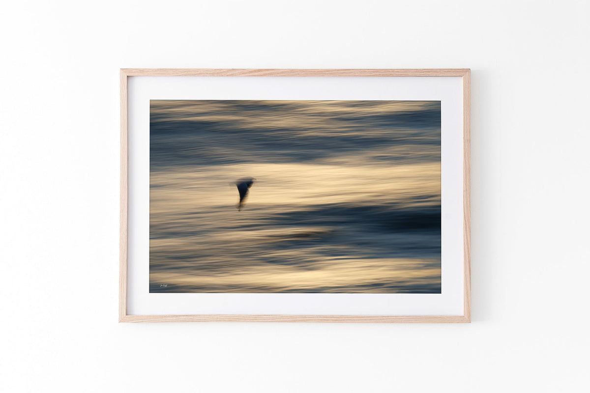 Gliding Gull print shown framed in oak.